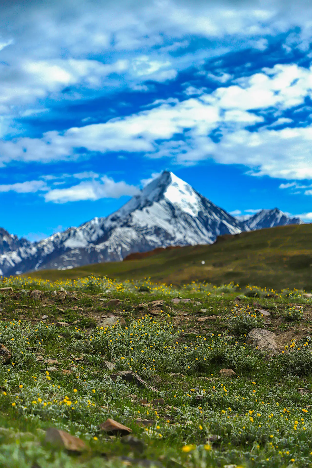 Snow-capped Himalayan peak above high-altitude wildflower meadow near Kaza
